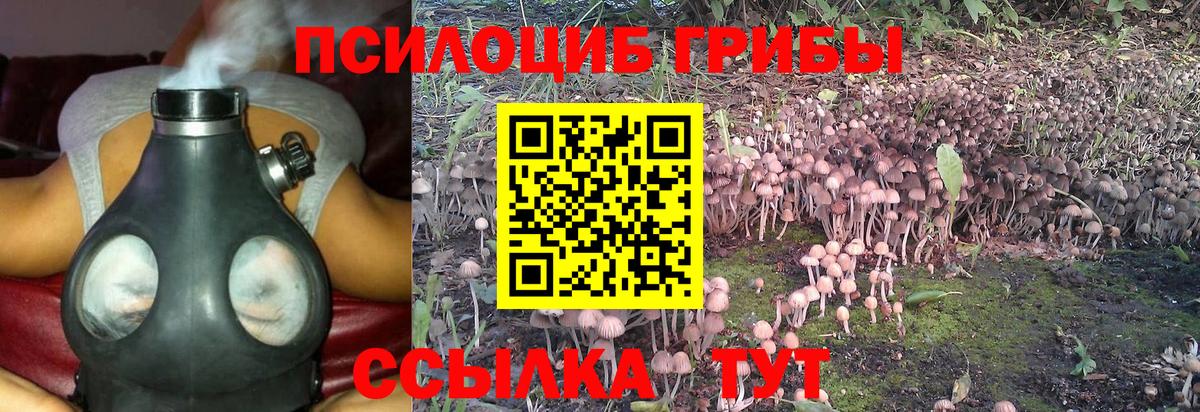 Псилоцибиновые грибы мицелий Новотроицк